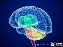 BrainBee腦科學(xué)大賽培訓(xùn)班熱報(bào)中！附BrainBee備考資料！